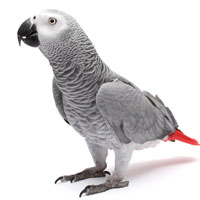 congo-african-grey