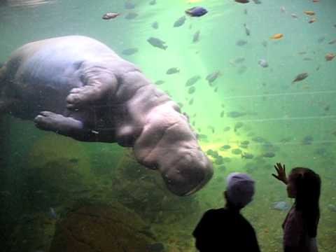 hippo swim
